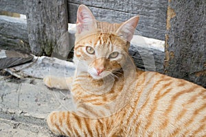 Yellow striped cat photo