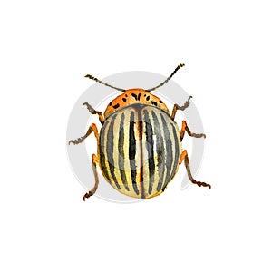 Yellow striped colorado potato beetle, agricultural pest insect, chrysomelidae