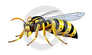 Yellow striped common wasp, a poisonous insect, a symbol of danger, for a logo or emblem.