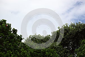Australian Wildlife Series - Dragonflies in Flight - Dragonfly Website Background photo