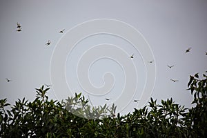 Australian Wildlife Series - Dragonflies in Flight - Dragonfly Website Background photo
