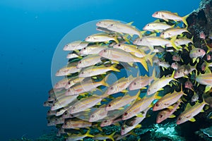 Yellow striped goatfish