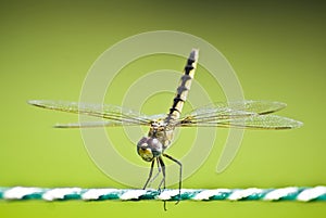 Yellow Striped Hunter Dragonfly on a Ski Rope