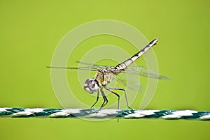 Yellow Striped Hunter Dragonfly on a Ski Rope