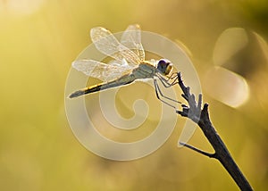 Yellow Striped Hunter Dragonfly on a Twig