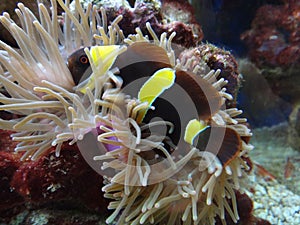 Yellow-striped maroon clownfish