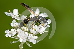 Yellow-striped Mason Wasp - Genus Symmorphus photo