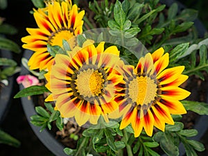 Yellow Striped Red Gazania Flowers in The Flower Pot