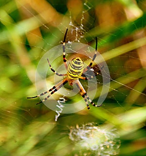 Yellow striped spider