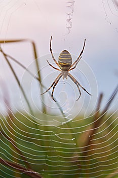 Yellow striped spider sit on web