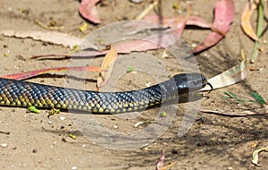 Yellow striped Tasmanian tiger snake