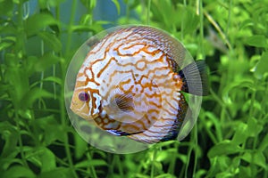 Yellow stripped discus