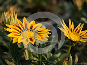 Yellow Stripted Red Gazania Blooming