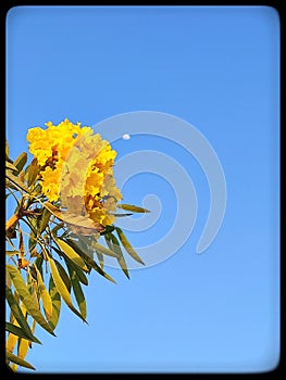 Yellow stunning flowers with clean blue sky and moon in sunny day