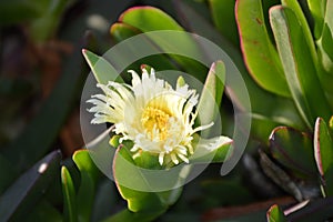 Yellow succulent ice plant  Carpobrotus flower
