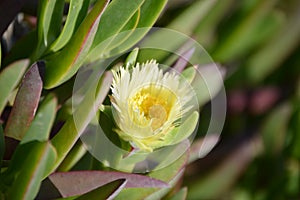 Yellow succulent ice plant  Carpobrotus flower with direct sunlight