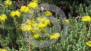 Yellow succulent orpin plant flower blooms in garden. Bumblebee