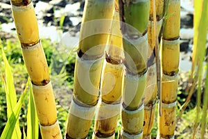 Yellow sugar cane trees. Fresh sugar cane in the field closeup