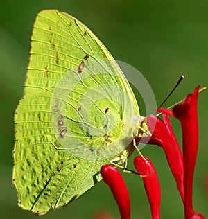 Yellow sulfur butterfly