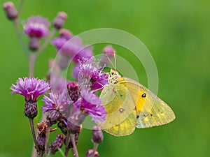 A yellow sulpher butterfly pollinating a purple wildflower with a green background in nature on a late summer day.  Insect photo