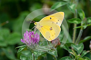 Yellow sulphur butterfly pollinating purple clover.