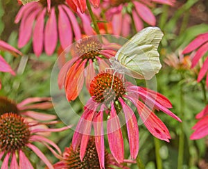 Yellow Sulphur butterfly profile on bright orange cone flower