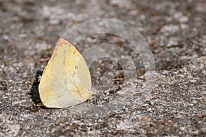 Yellow sulphur butterfly at rest on rocky ground photo
