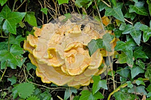 Yellow sulphur polypore mushroom in between ivy leafs
