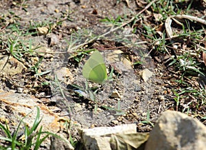 A yellow-sulphured butterfly sipping moisture