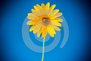 Yellow summer blooming daisy flower  on blue