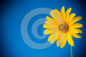 Yellow summer blooming daisy flower  on blue