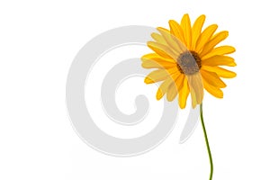 Yellow summer blooming daisy flower  on white