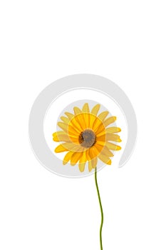 Yellow summer blooming daisy flower isolated on white