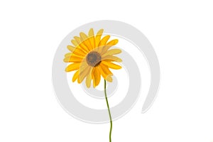 Yellow summer blooming daisy flower isolated on white