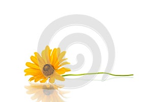 Yellow summer blooming daisy flower isolated on white