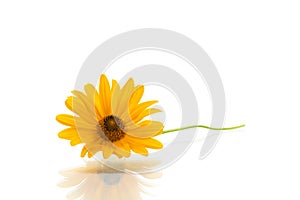 Yellow summer blooming daisy flower isolated on white