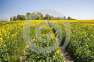 Yellow summer field with canola flowers and blue sky