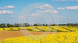 Yellow summer field with canola flowers and blue sky