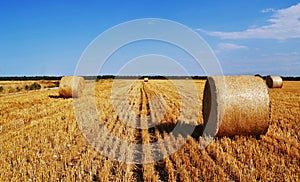 Yellow summer field with hays