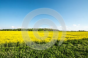 Yellow summer field, massive sky scape