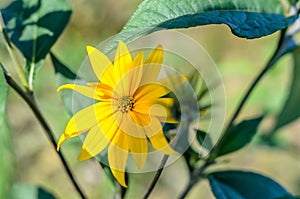 Yellow summer flower