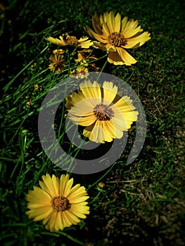 yellow summer flowers
