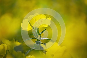 Yellow summer flowers in a garden. Evening Primrose, Oenothera