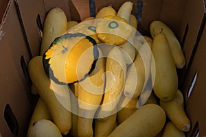 Yellow Summer Squash Displayed in a Basket