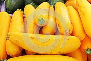 Yellow Summer Squash vegetable