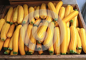 Yellow Summer Zucchini Squash - Farmers Market Produce