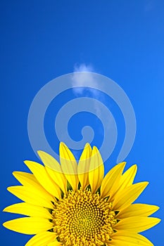 Yellow sun flower under blue sky