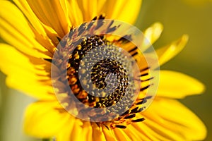 Yellow sunflower