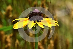 Yellow sunflower