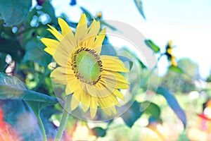Yellow, sunflower